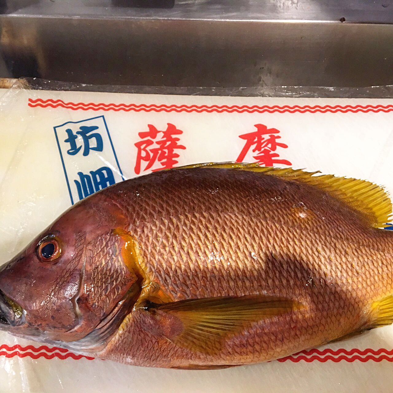 赤のれん - 夏の幻の魚 シブダイ入荷致しました！ シロテンは脂が 