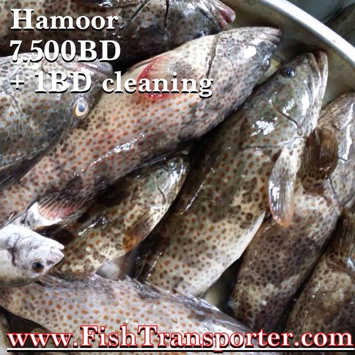 Today prices for Safi (Sitra shores &... - Fish Transporter | Facebook