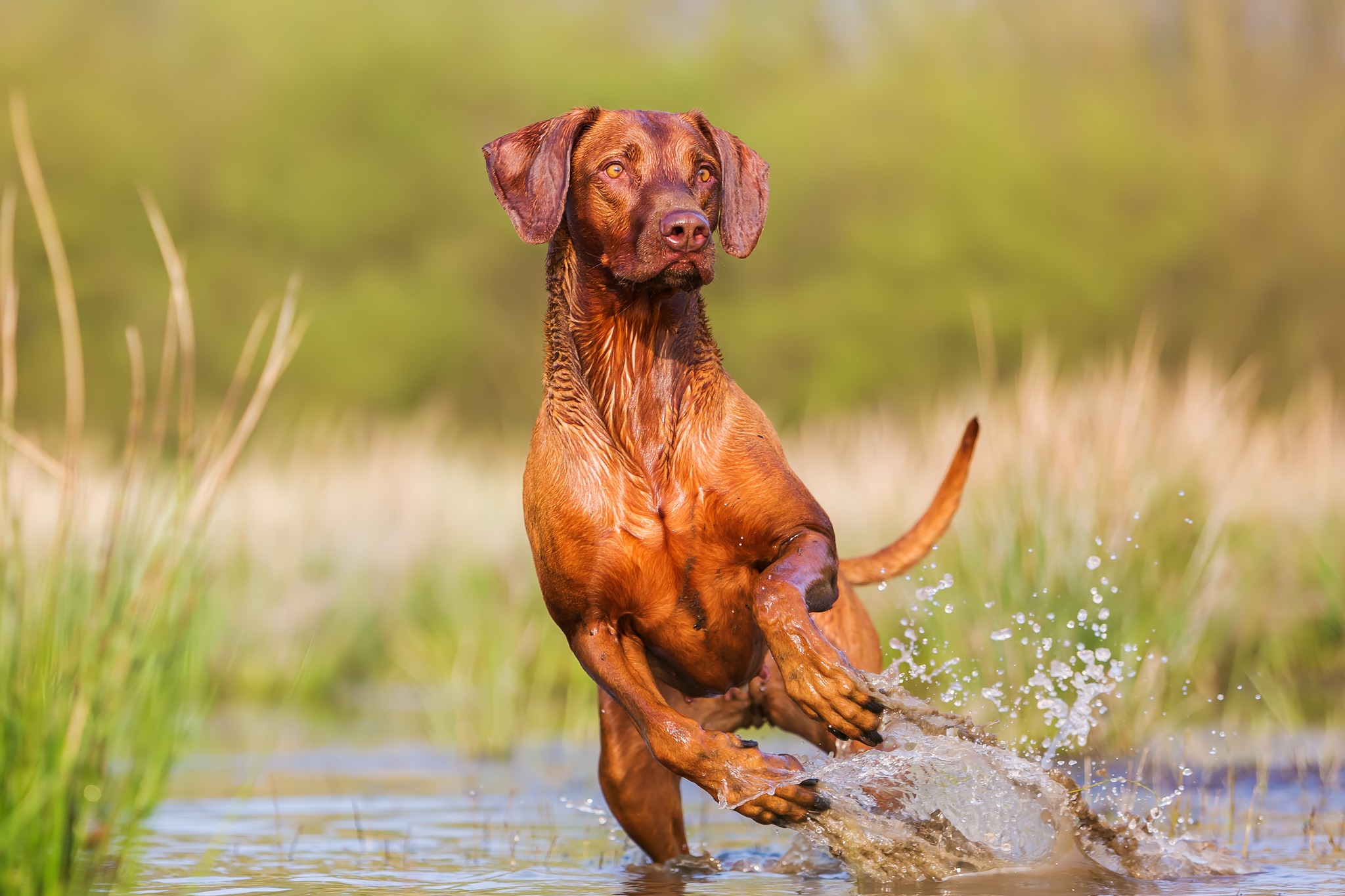 Dogs Victoria | Skye VIC