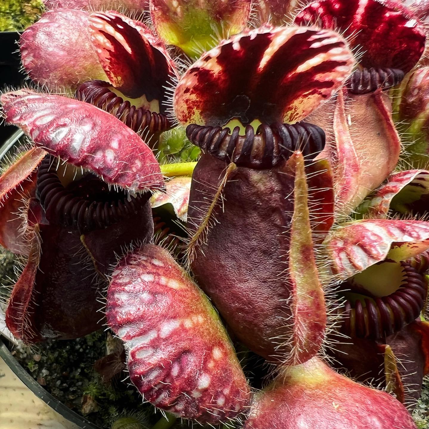 Cephalotus follicularis are covered in amazing bristly hairs
