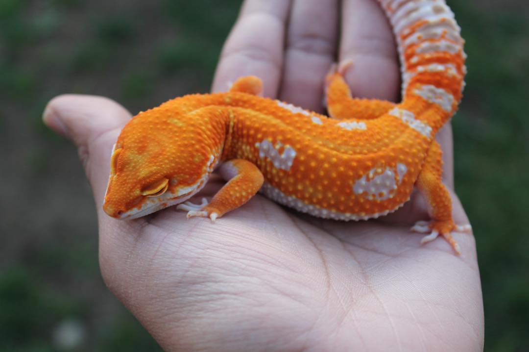 Another STUNNING Golden Gate Gecko... - Golden Gate Geckos
