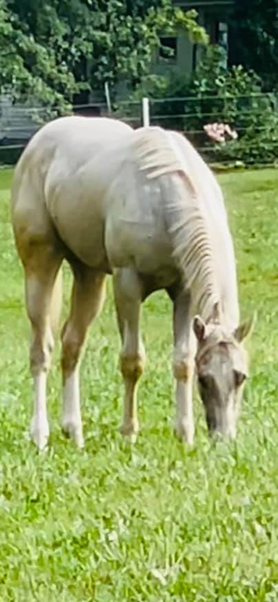 Triple R Ranch Horses