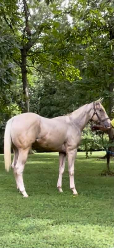 Triple R Ranch Horses