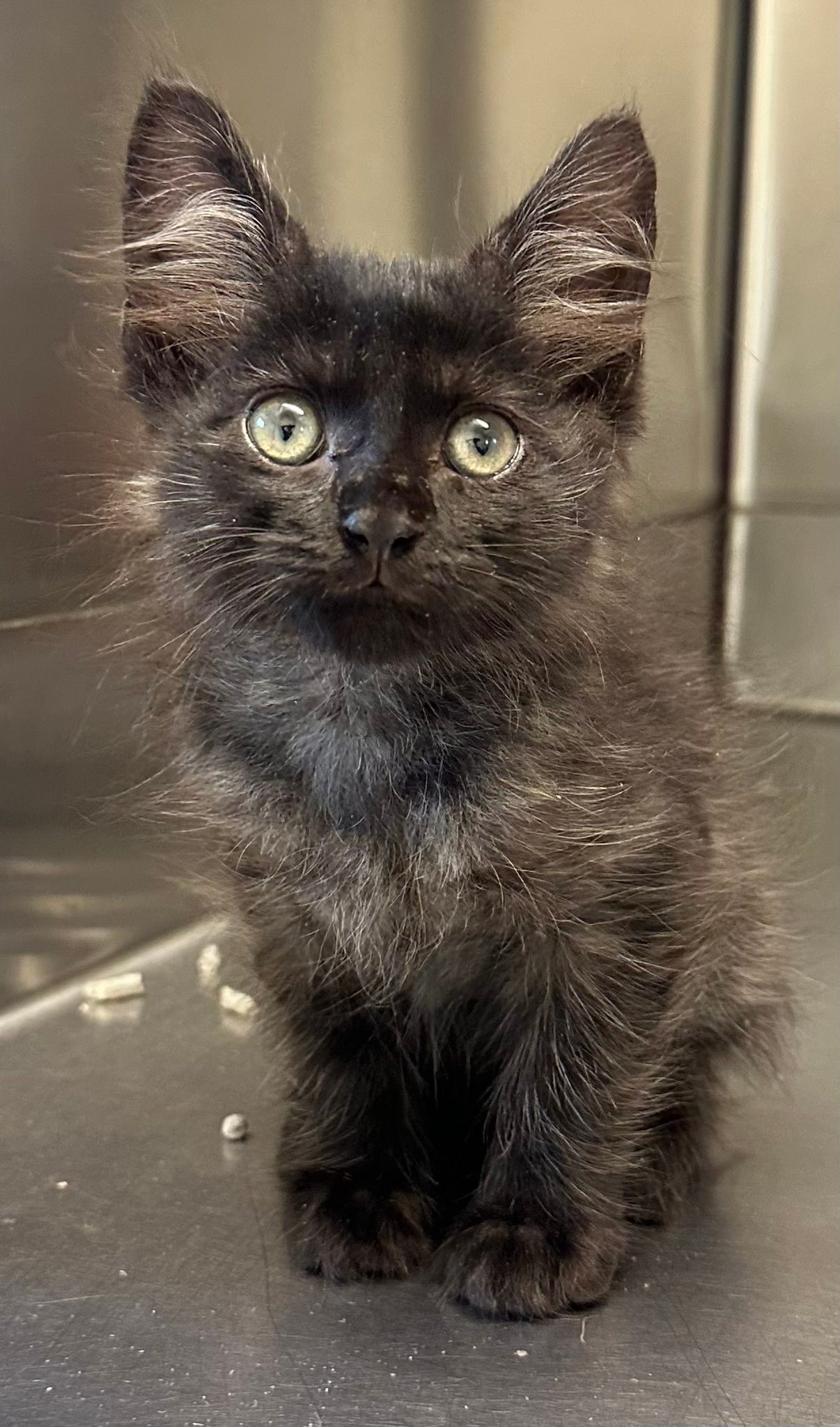 DACS Inc - Edit - Adopted! 👏🏼 🐻 DIRECT ADOPTION! 🐻... | Facebook