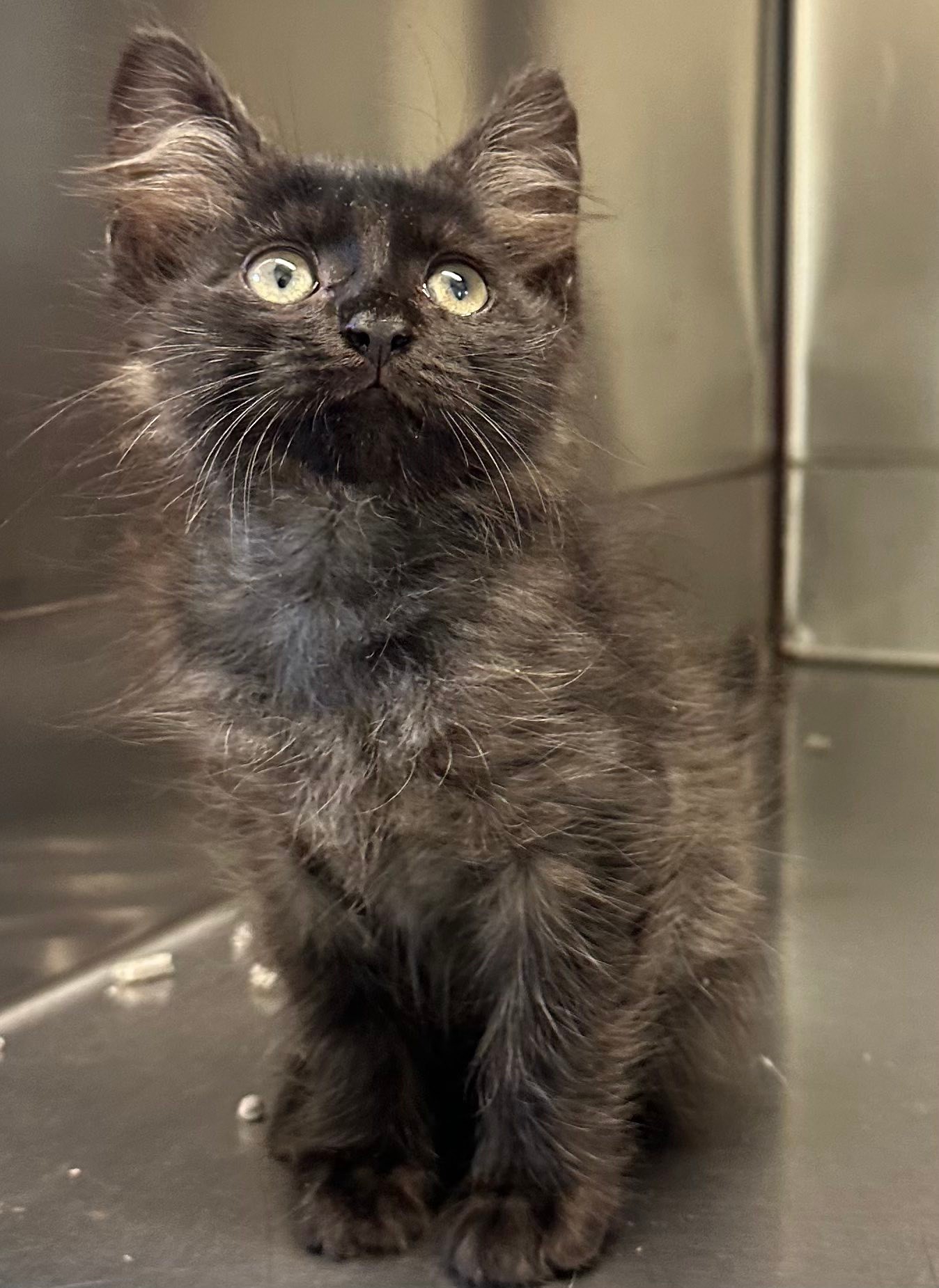 DACS Inc - Edit - Adopted! 👏🏼 🐻 DIRECT ADOPTION! 🐻... | Facebook