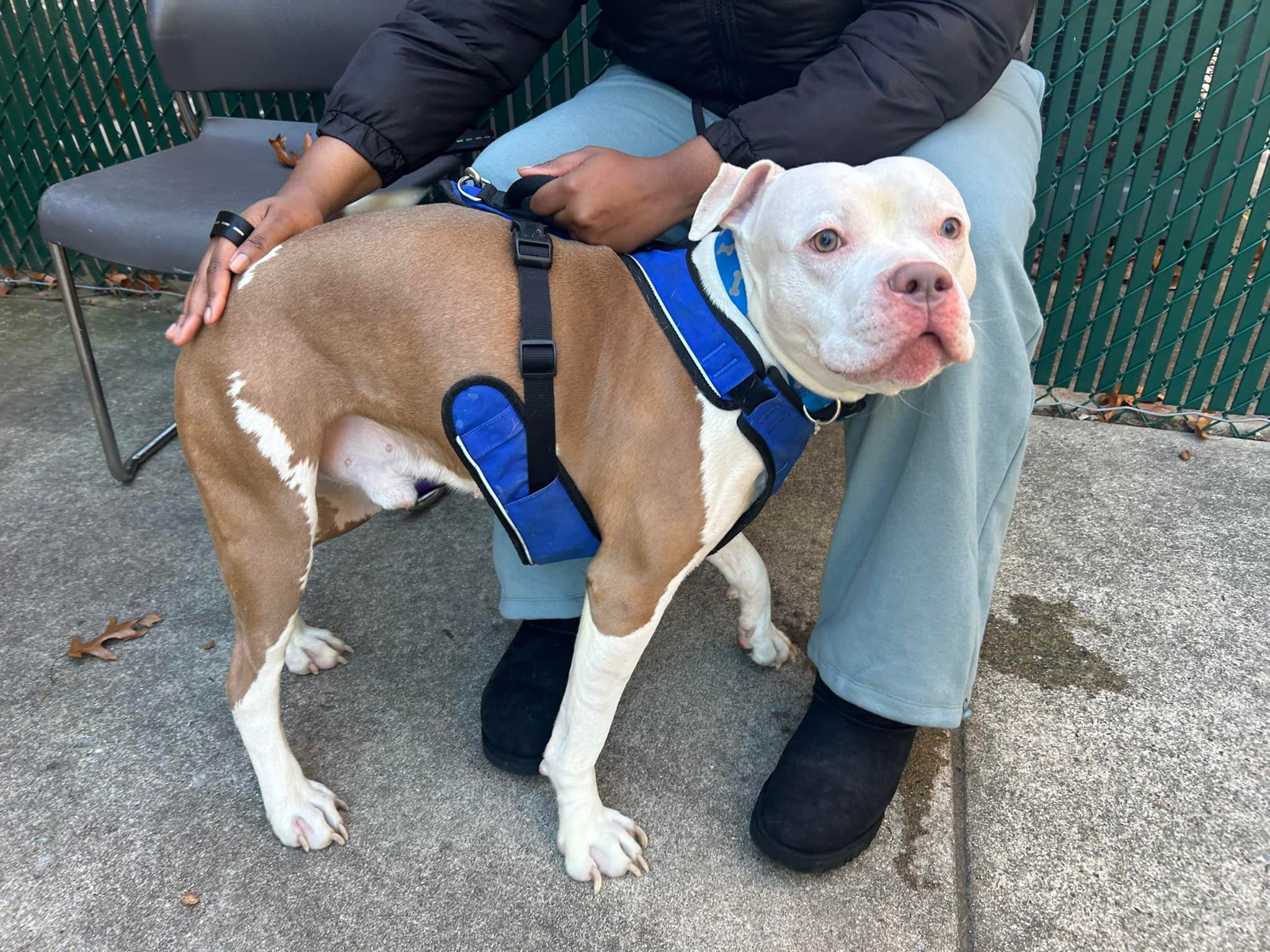 Second - Ace Bleu is a beloved family pup in need of a home due to ...