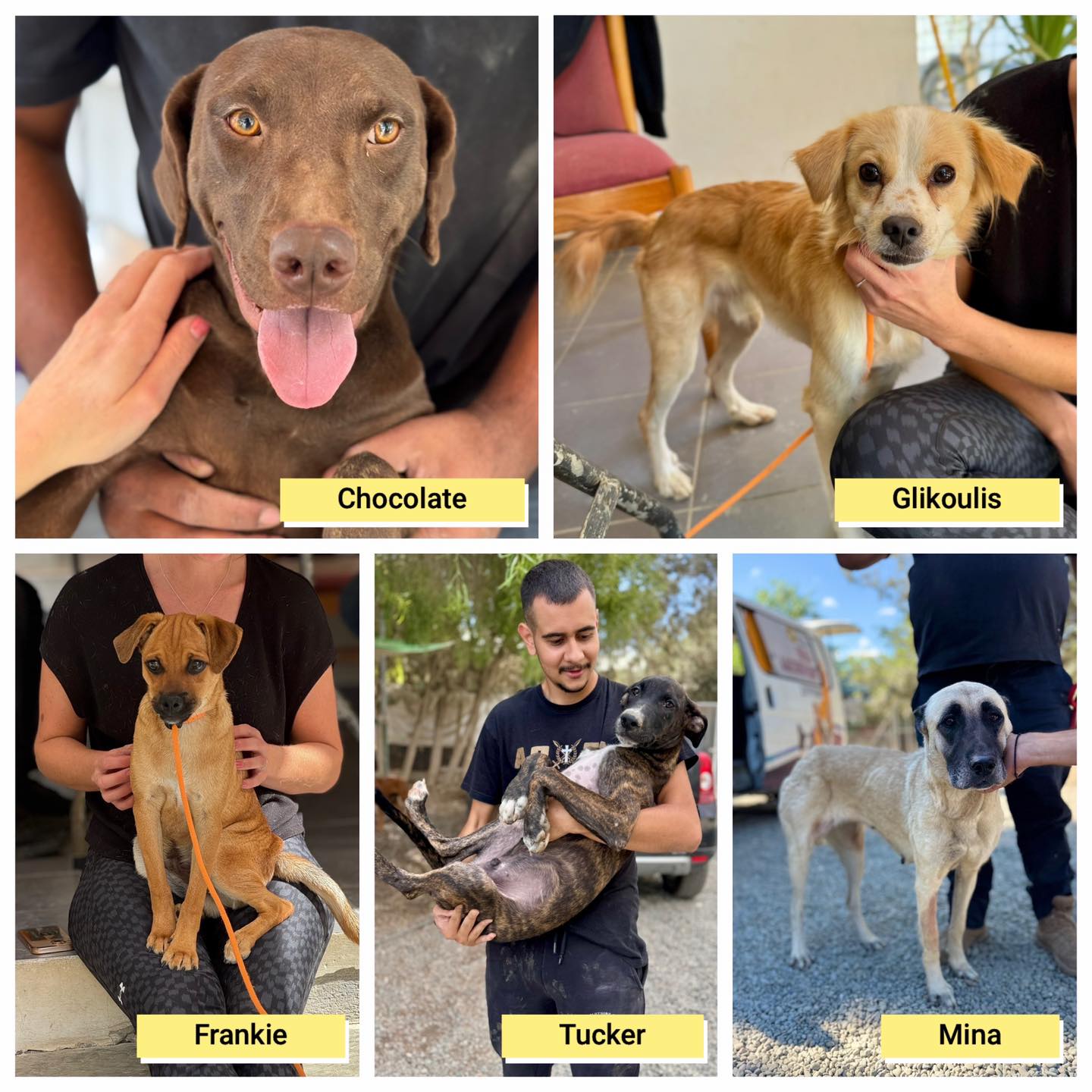 Simba Animal Aid - Cyprus Dog Shelter