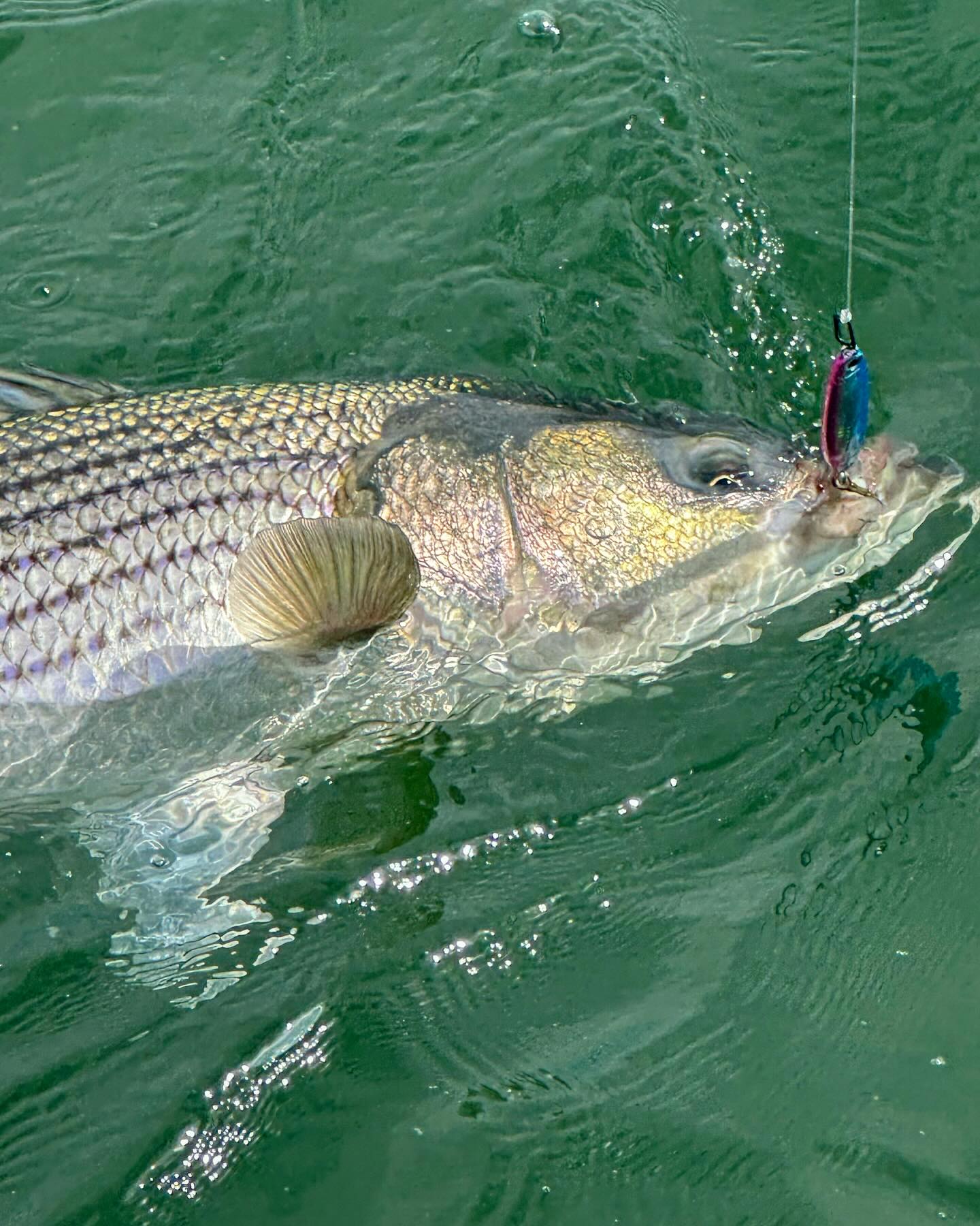 baitcasting rod canada Ironhead Baitcast Float Fishing Blood Run Fishing around type rod jx raptor Model:CU151MGM (Lefty) CharmYee Bass Fishing Lure