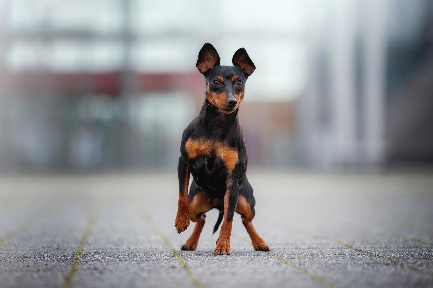 Tira Vento Dobermanns and Zwergpinschers (@tiraventodobermanns 
