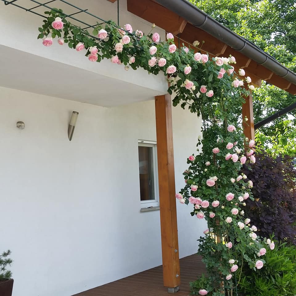 Vrtnice-Drešar - Pierre de Ronsard imenovan tudi Eden rose... | Facebook