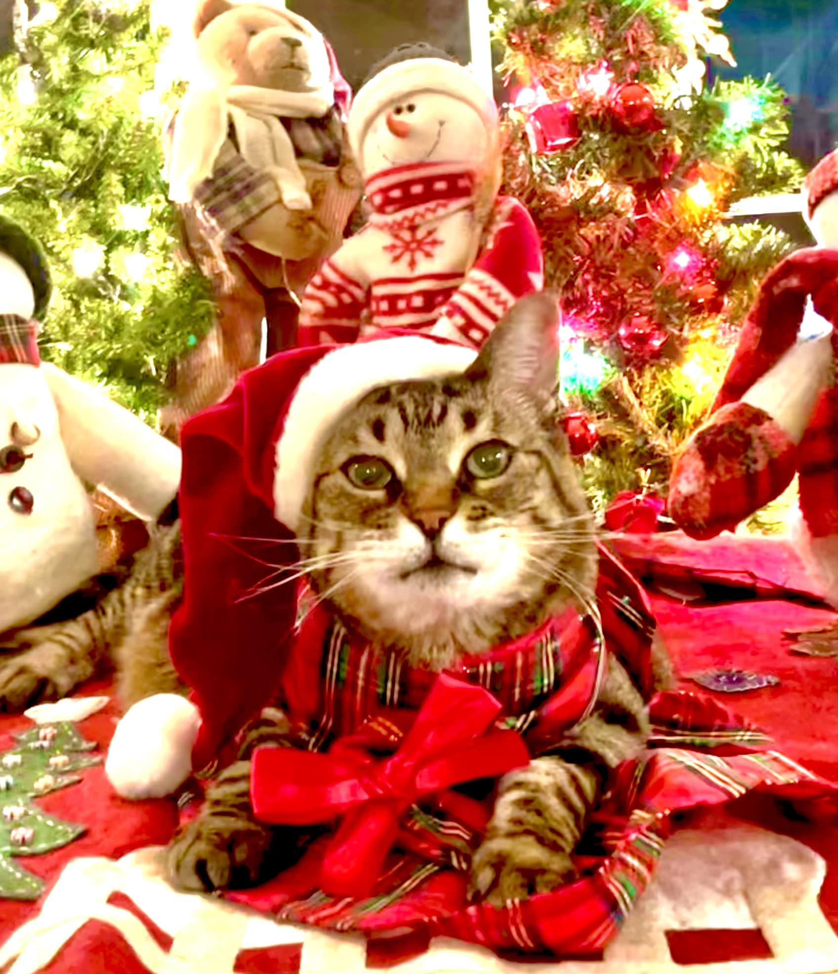 kittens dressed up for christmas with Jenny the Cat Women's Fit & Flare style-CTD403045A DRESS OPTIONS:Dress + Over Skirt cute christmas kittens