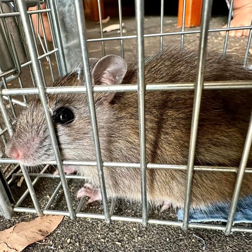 Kanyana - Native Bush Rats (Rattus fuscipes) are cover-seeking, shy ...