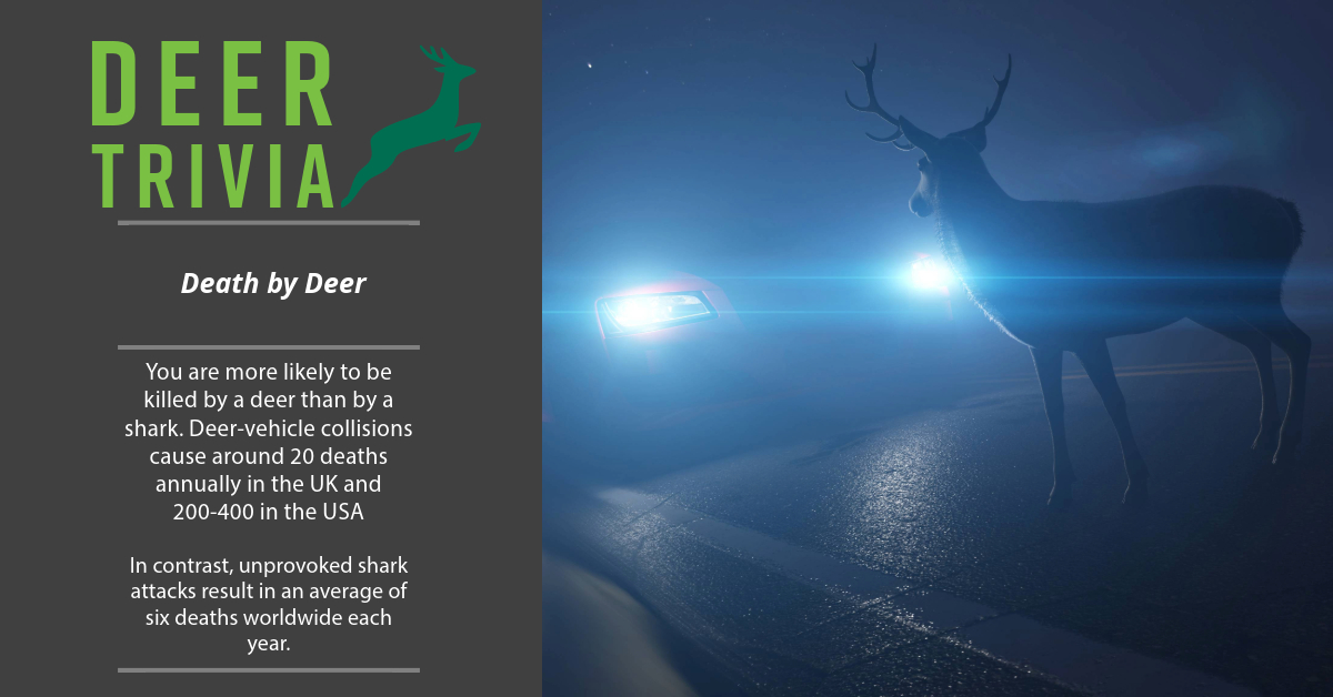 The British - Deer Trivia: Death by Deer Did you know that you are more ...