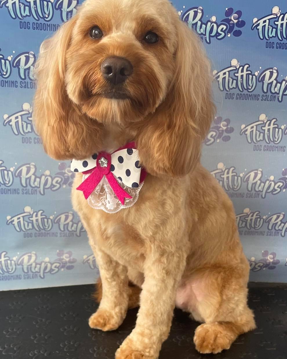 💗 Gorgeous Nala the... - Fluffy Pups Dog Grooming Salon