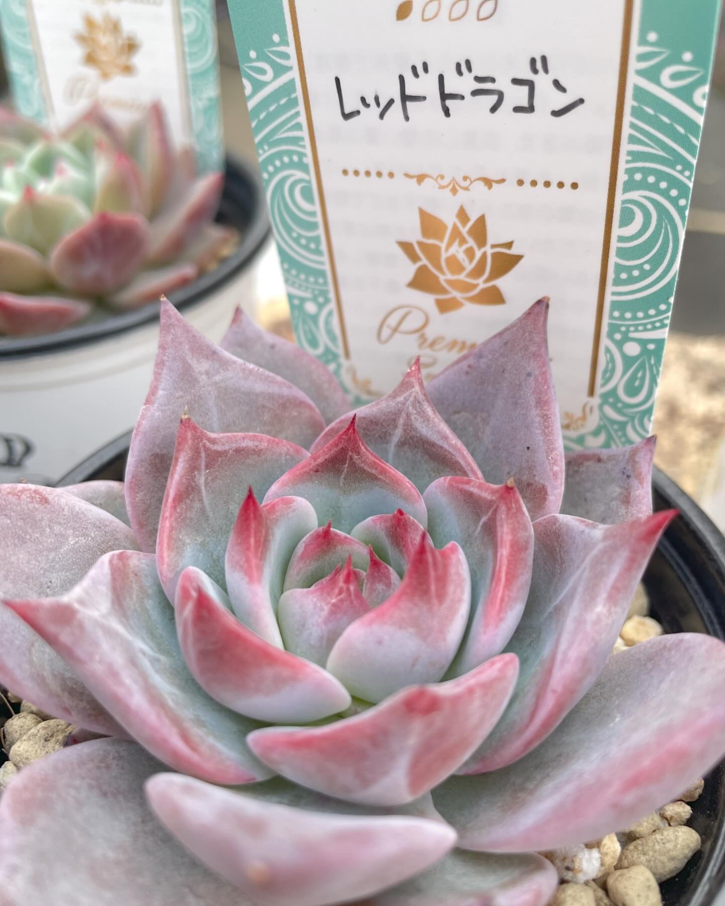 garden - 週末寒くなるみたいですね。 #レッドドラゴン は、バキバキ