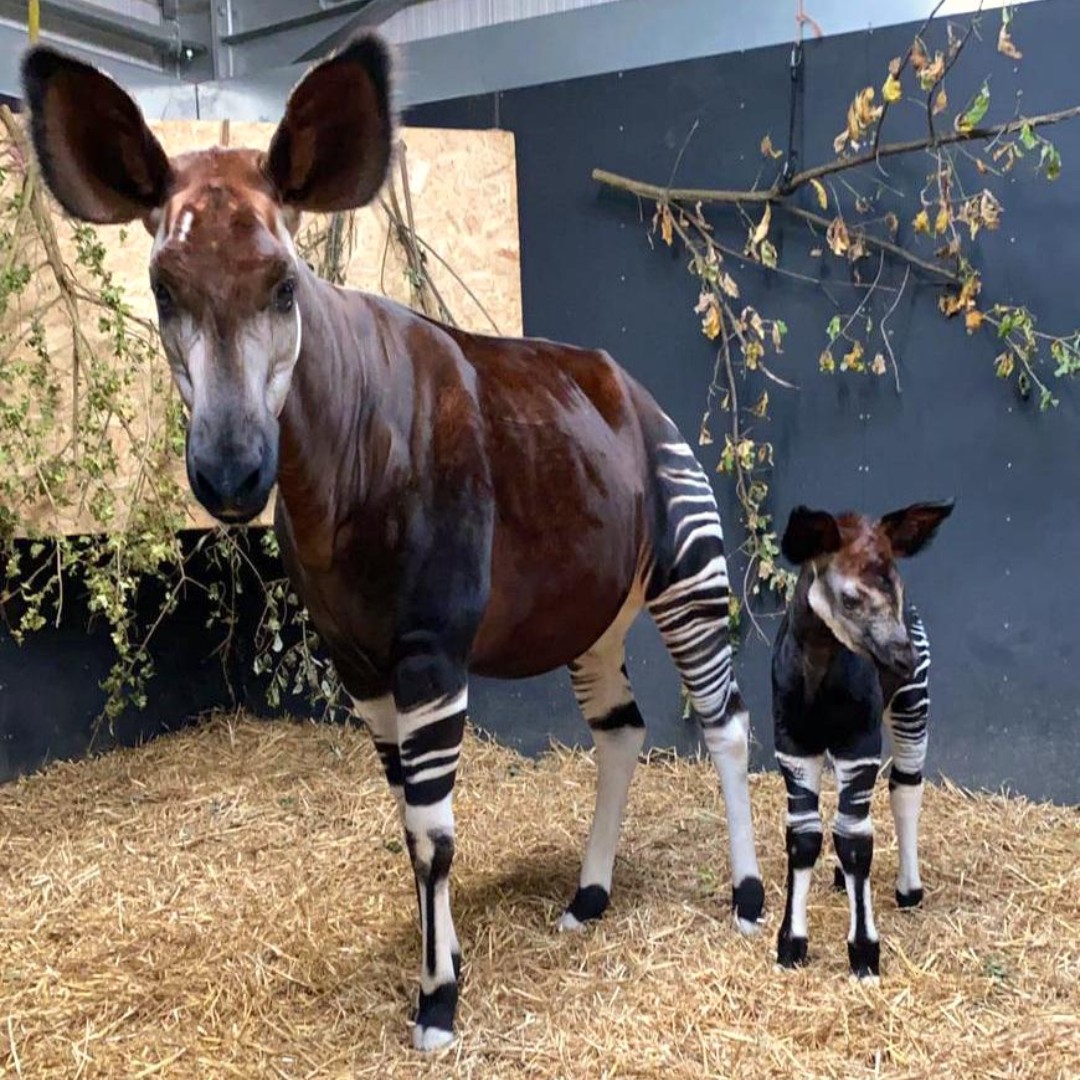 Okapi sex differences and characteristics