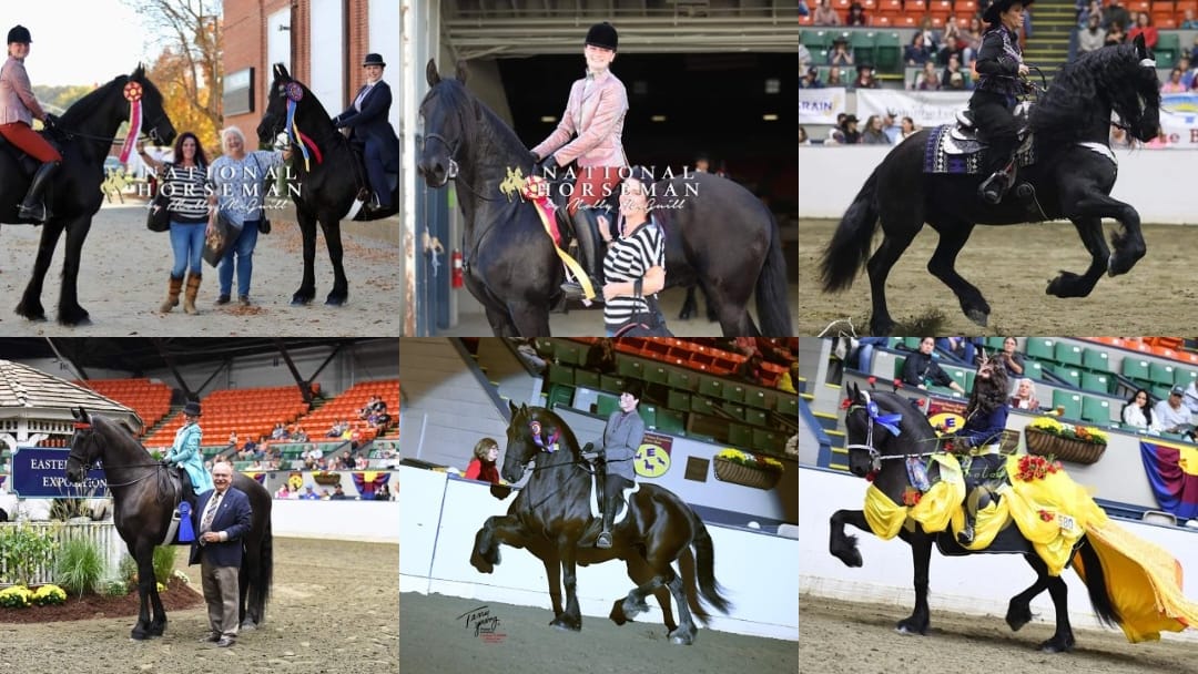 Northern... - Northern Lights School of Horsemanship LLC