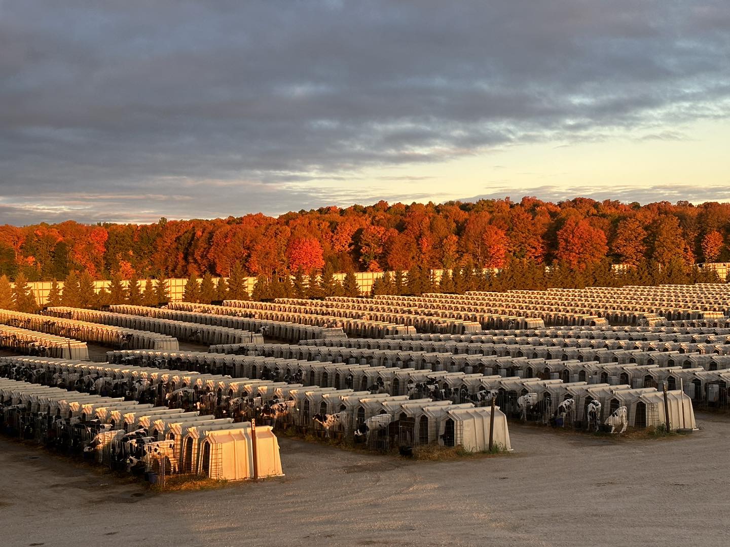 Hall's Calf Ranch | Kewaunee WI