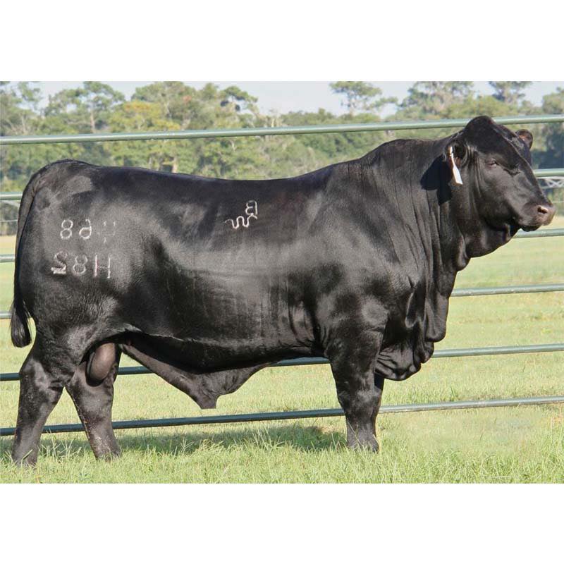 แบรงกัสพันธุ์แท้ by Infinity Ranch - Brangus Cattle