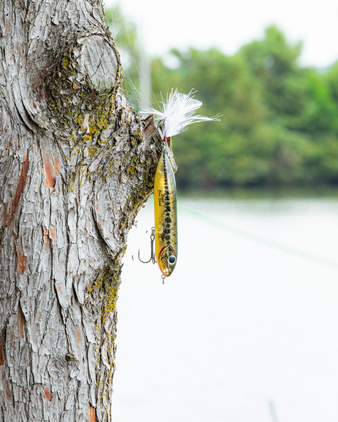 Heddon Super Zara Spook for clear water fishing