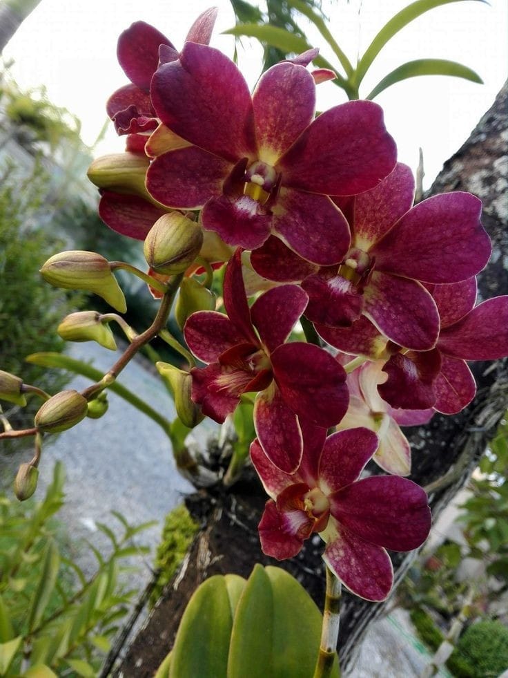 Myanmar wild orchid species collection