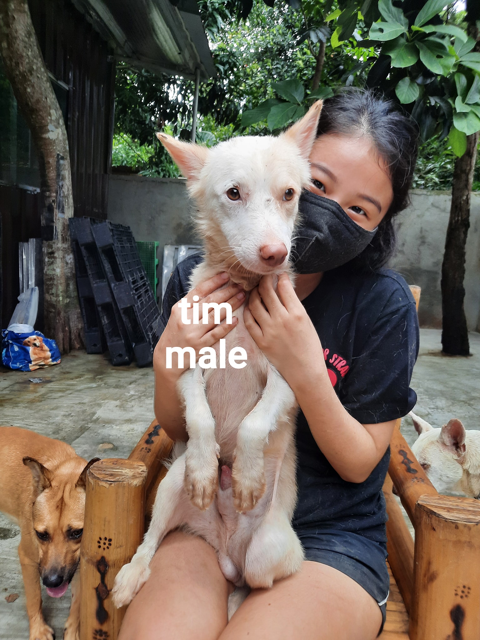 For adoption: Tim, male. Pls pm us - Strays Worth Saving - SWS