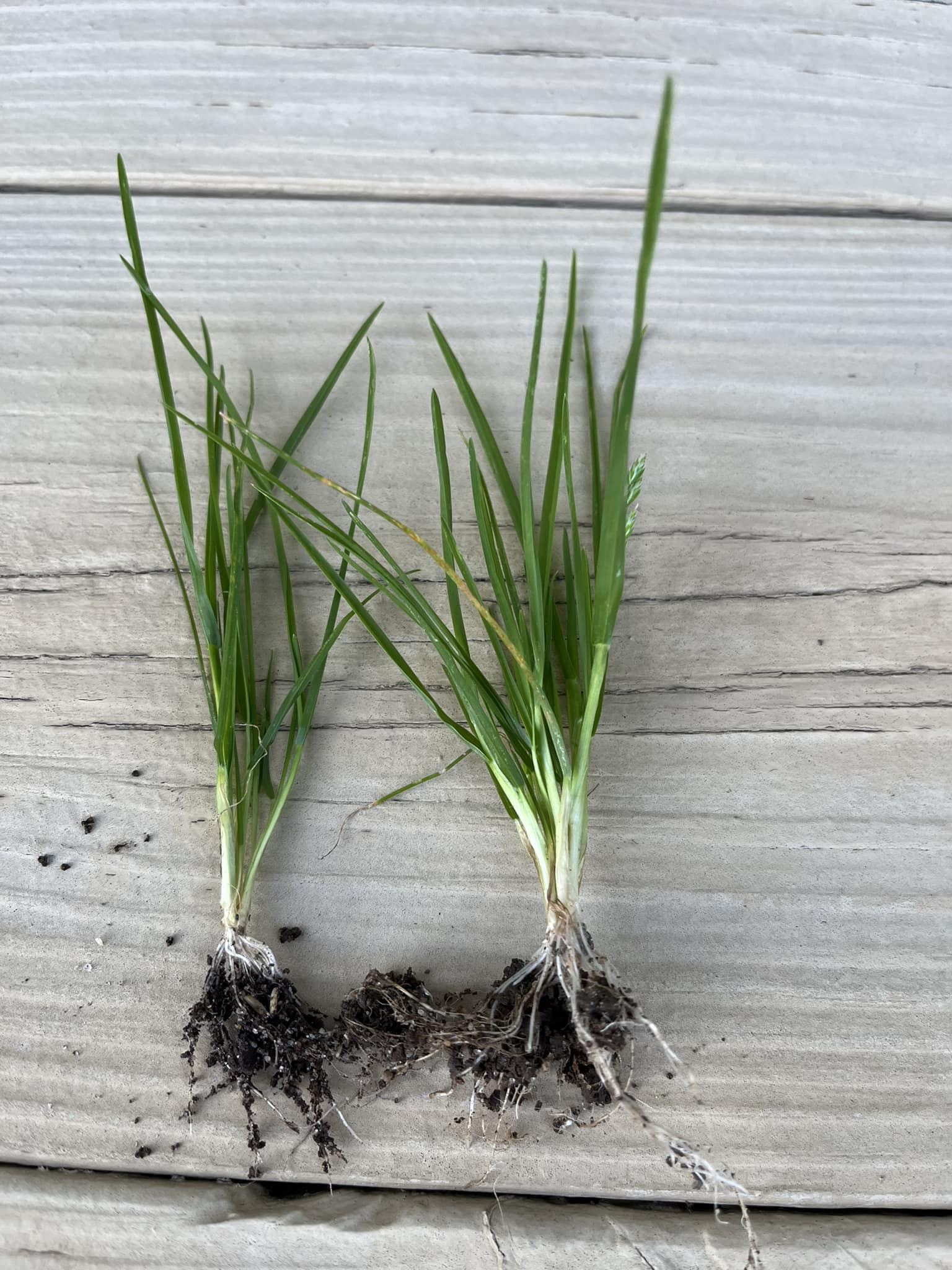 Small tuft of grasslike. Huge root system. Delaware, USA