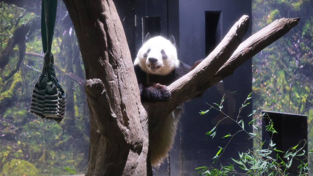 China - The twin giant pandas Xiao Xiao and Lei Lei made their final ...