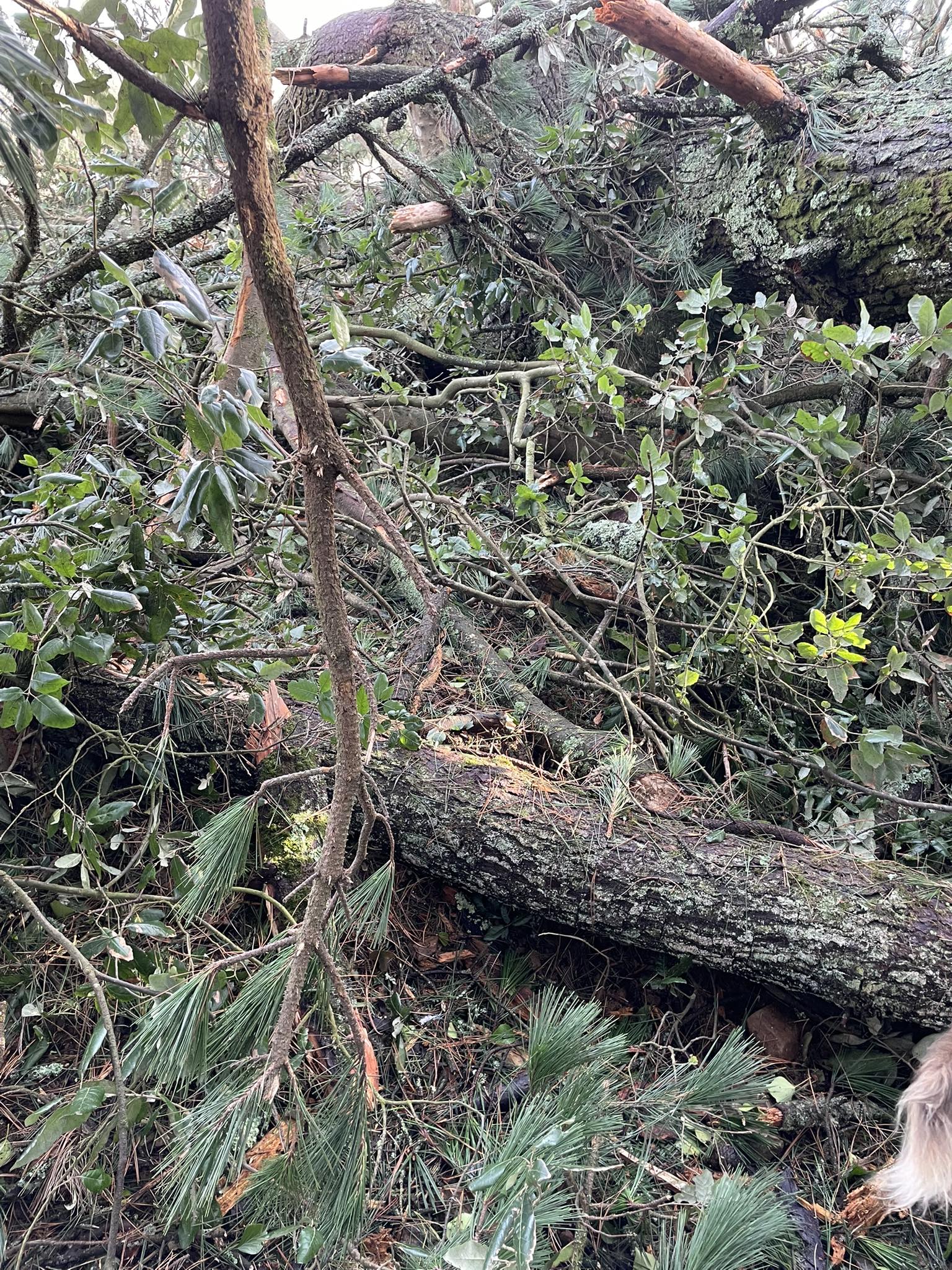 Cornwall - Please if your out walking and know of any Badger setts. Can ...