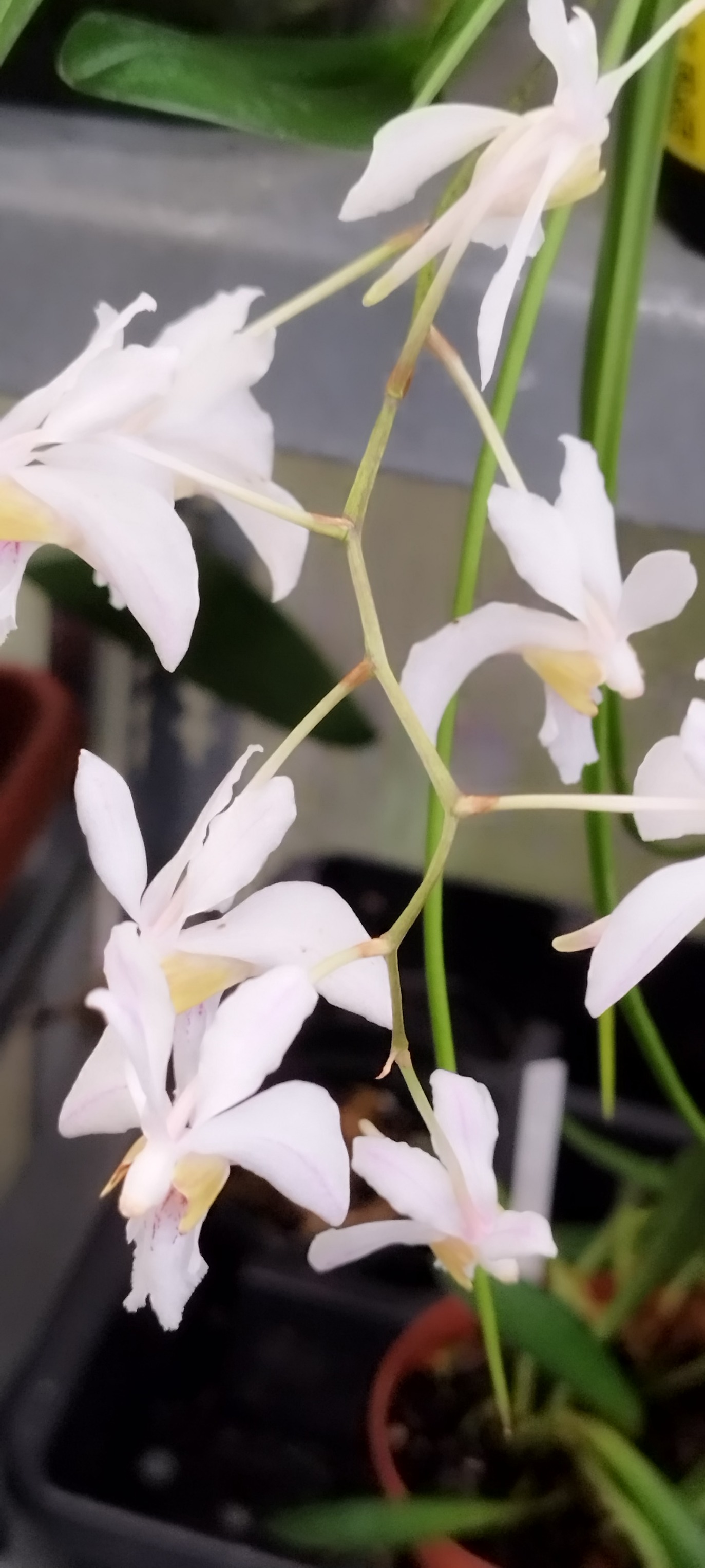 Holcoglossum Incantatio (Holcoglossum lingulatum x Holcoglossum