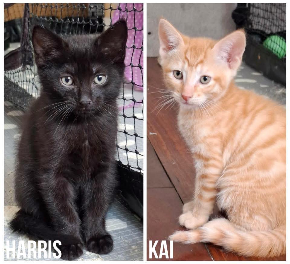 ~*ATTENDING PETBARN CANNING VALE... - Perth Rescue Angels | Facebook