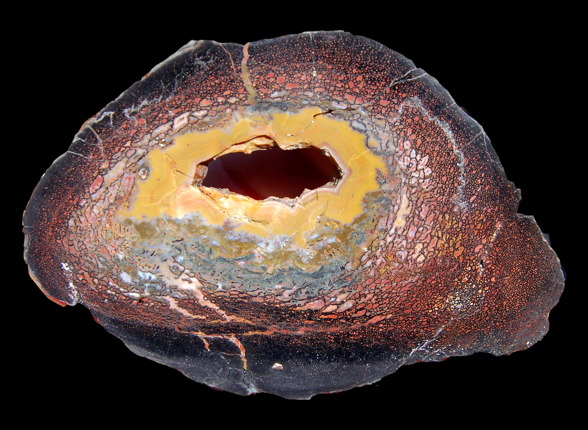 Cabochon De Fossile De Dinosaure De L'Utah - 16,5 Carats, Pièce Unique, Neuf Sans Emballage