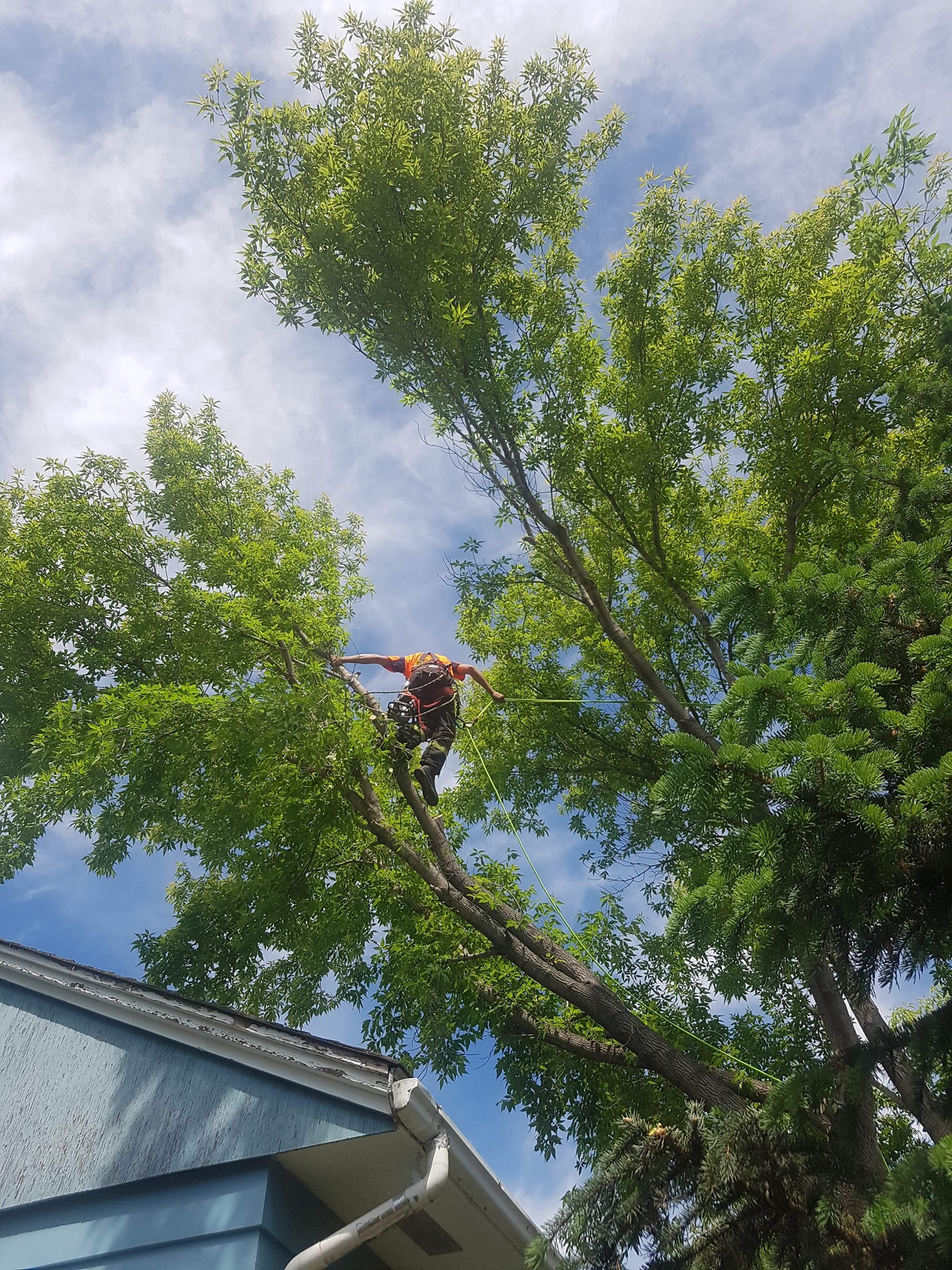 March is finally here. The... - Timber Ridge Tree Service | Facebook