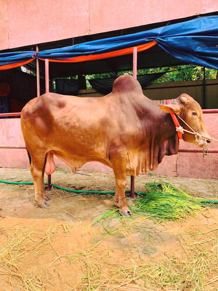 Rustom Agro - Introducing our Love of the farm,... | Facebook