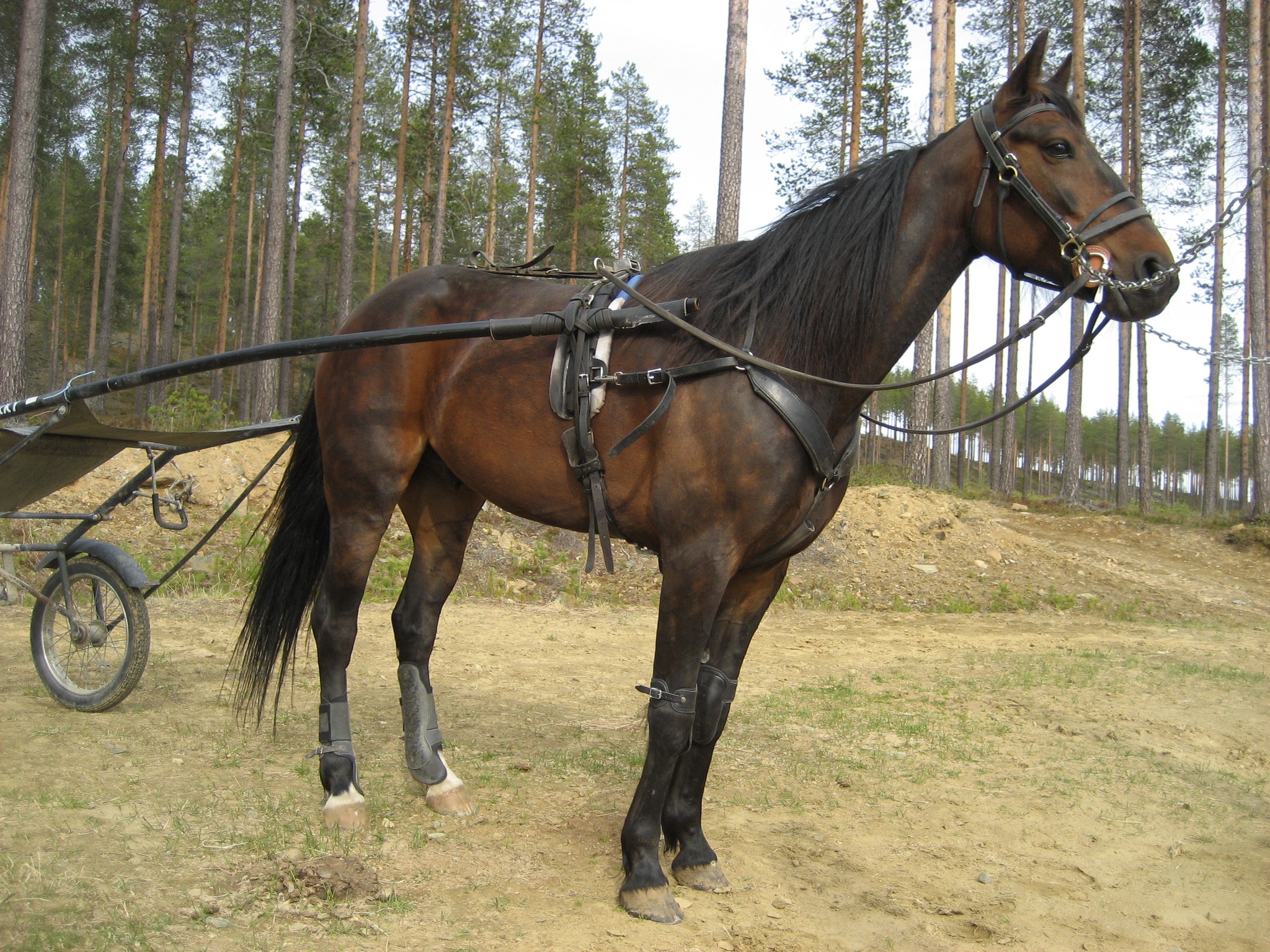 Vanhat taikka uudet Ravi/Ratsu kuvat ja jutut | HumppaJamppa hiitillä ...