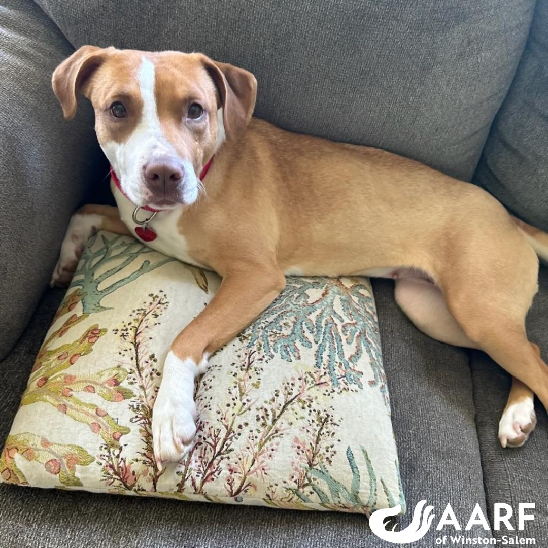 AARF - 🐾 Meet Rosie! 🐾 Rosie is the epitome of charm and... | Facebook