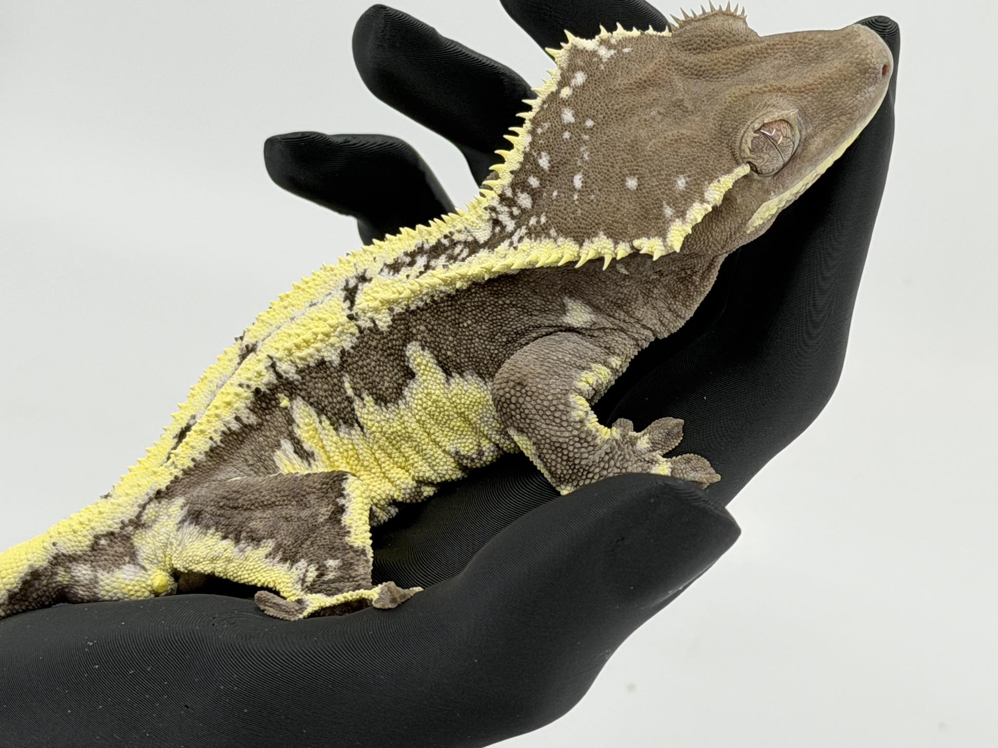 Our visual Axanthic, lily white,... - Frog Butts N More LLC | Facebook