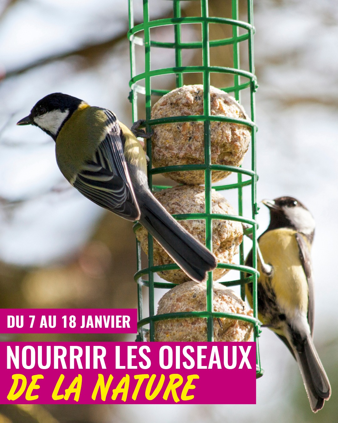 Sitemapcdatahttpwen2windecoocomeffaroucheur Oiseaux Gamm Vertnull