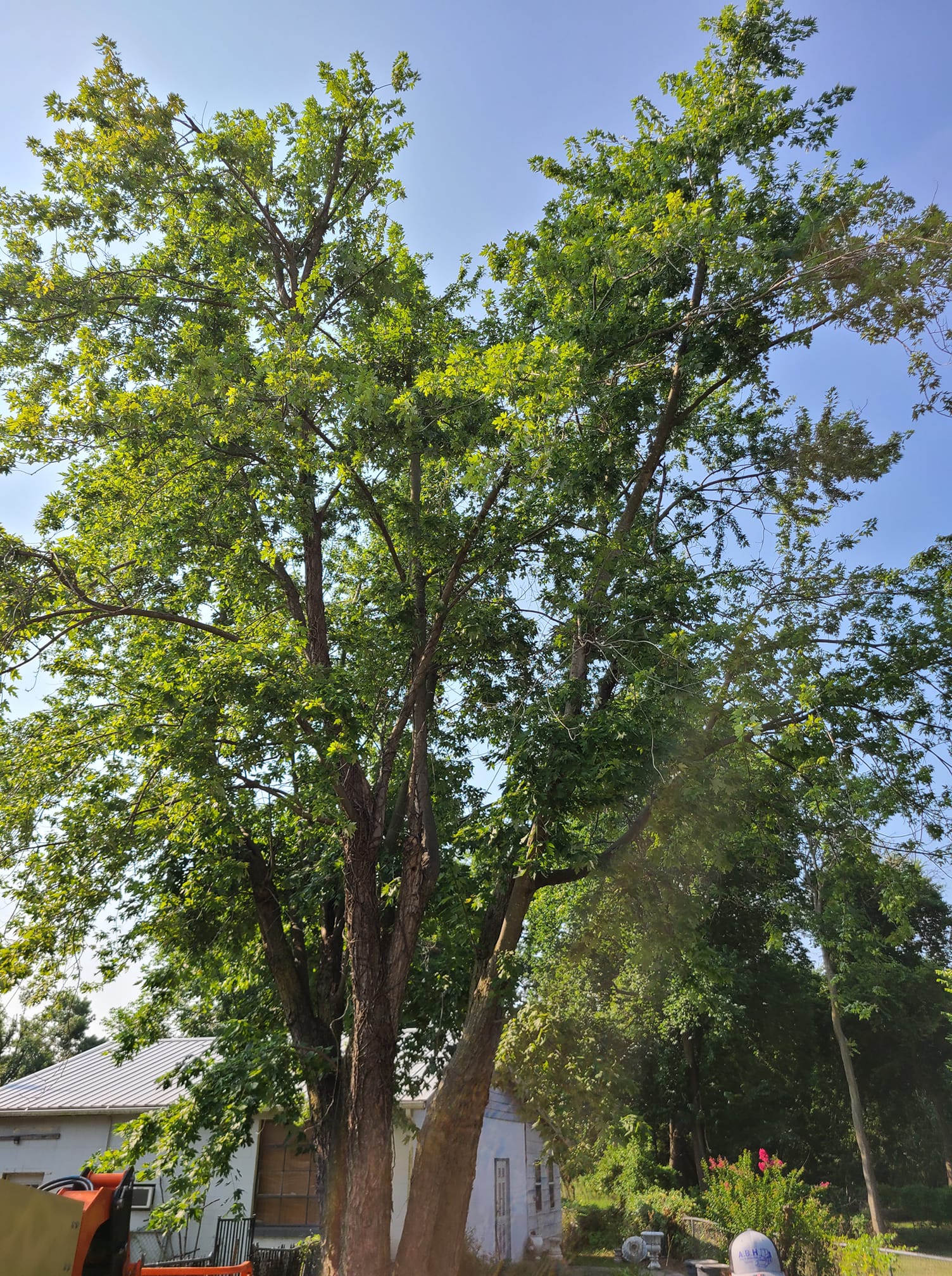 A.B.H Tree & Skidsteer Service | Shawnee OK