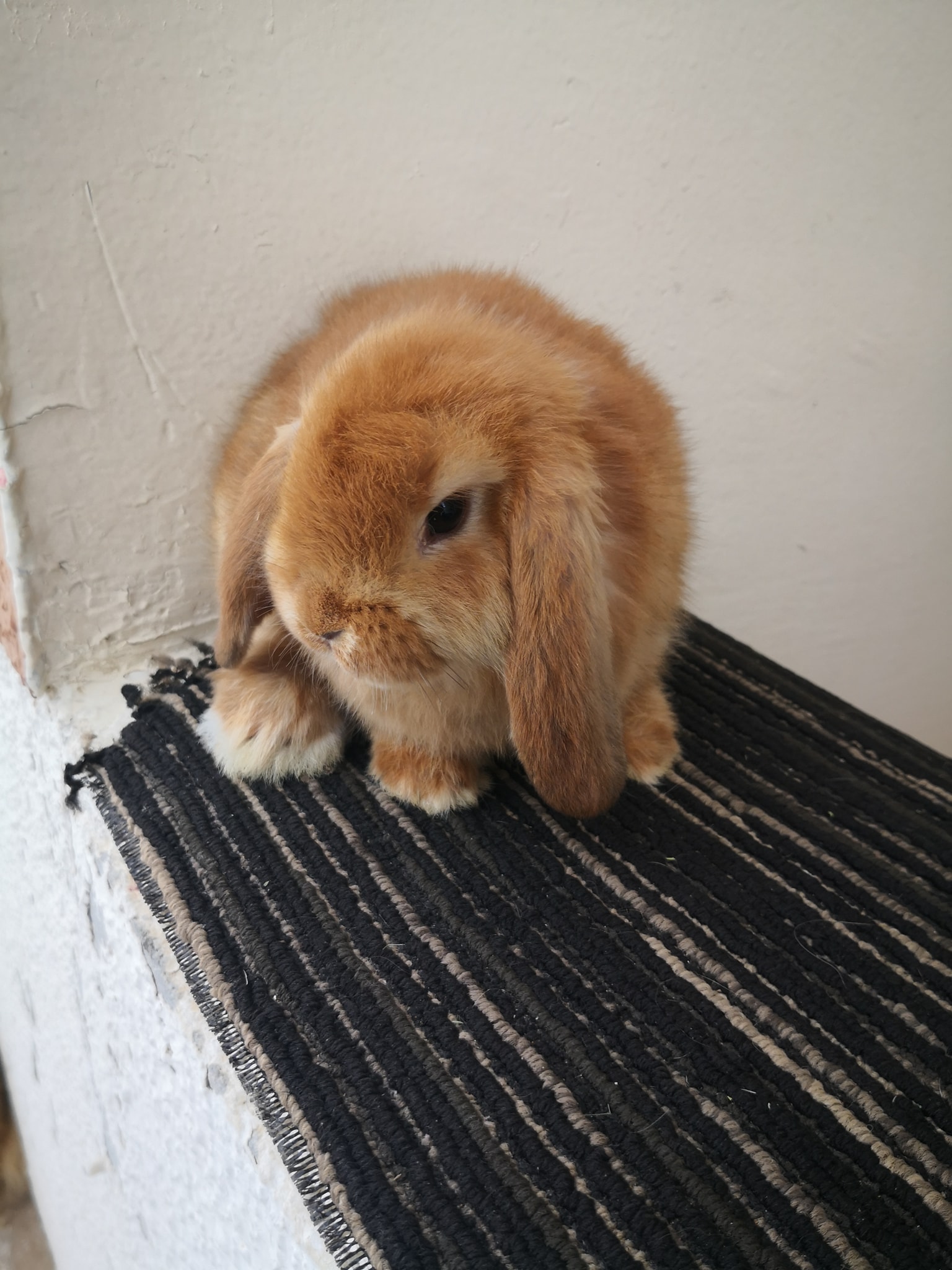 Rabbit uae