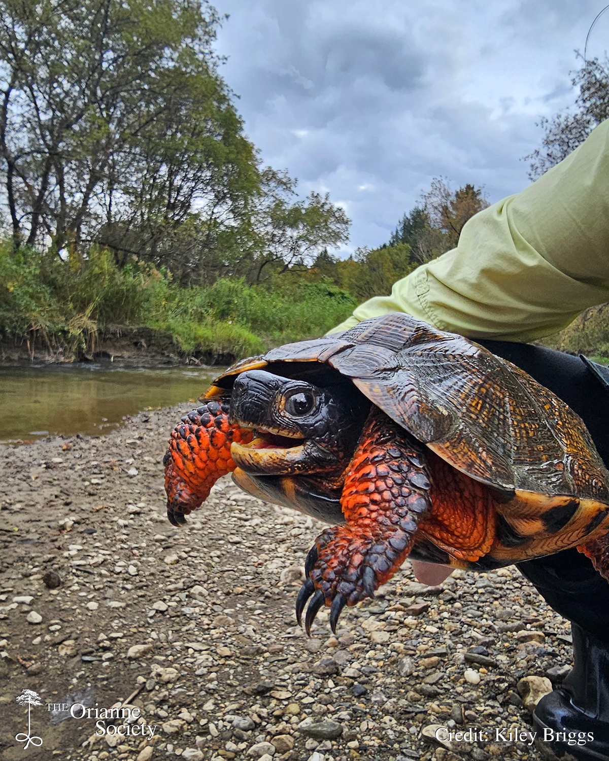 North Americas Smallest Turtle The Orianne Society