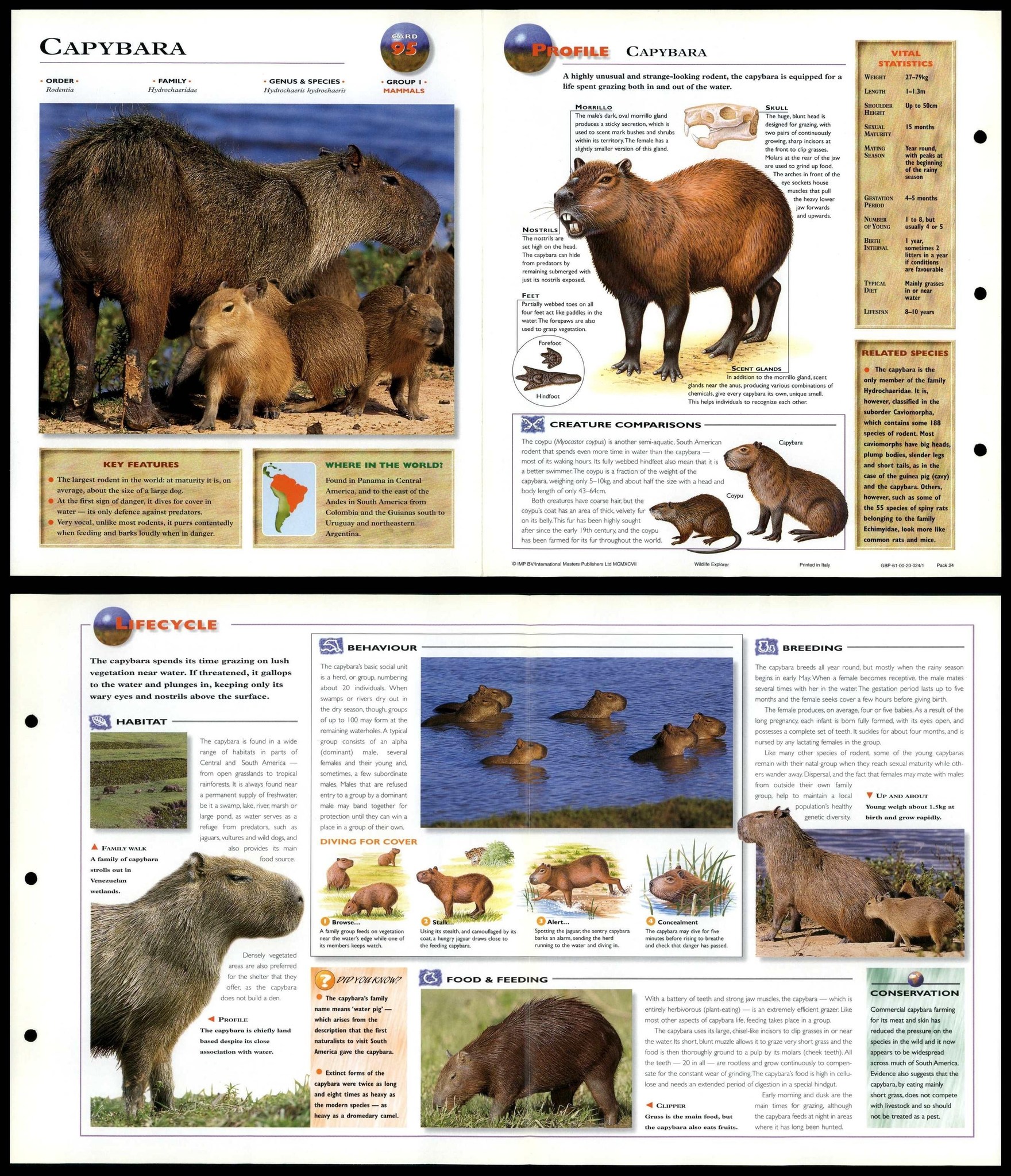 Ceres Science - The Capybara, the largest rodent in the... | Facebook
