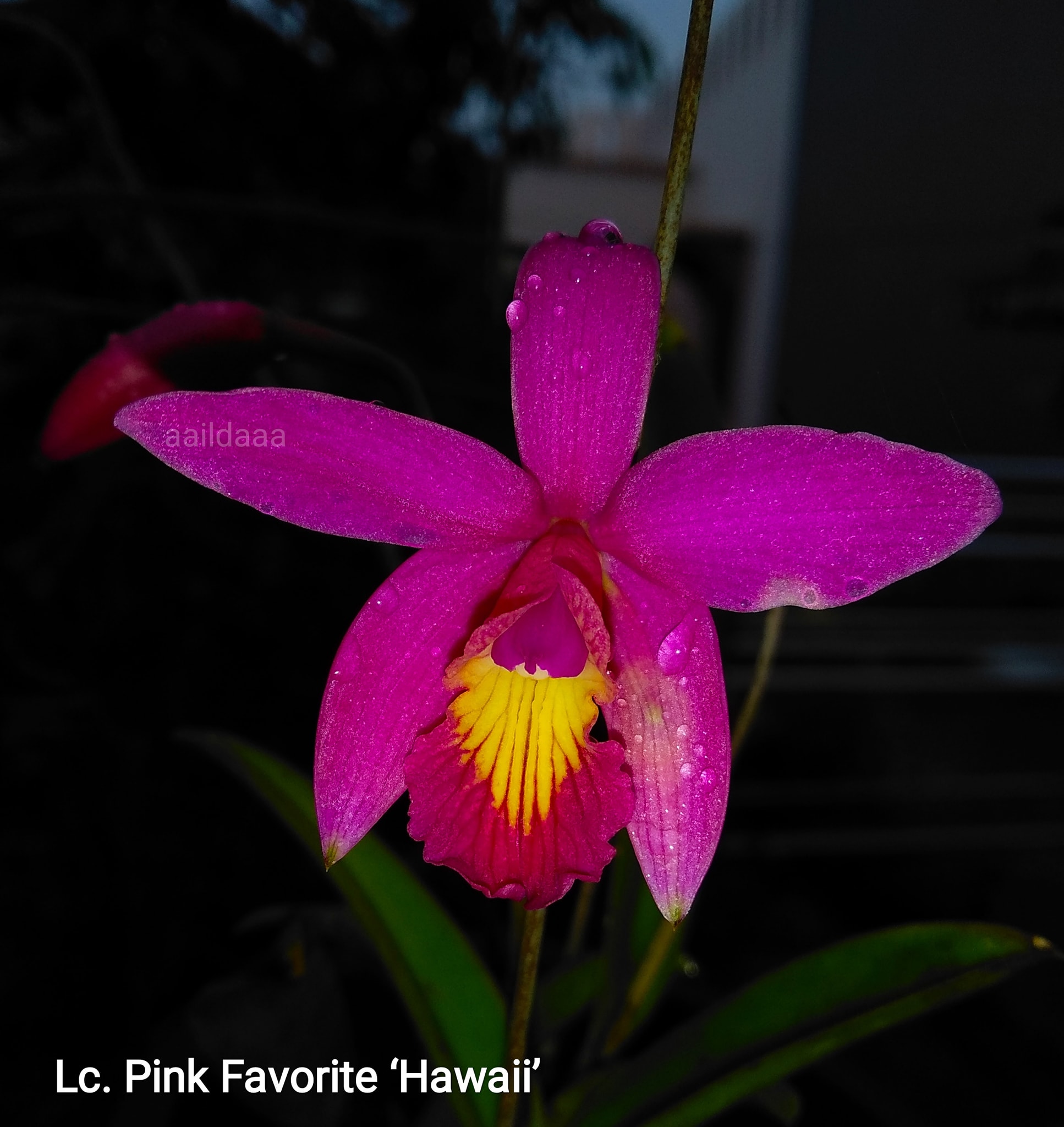 🇮🇩 Laeliocattleya Pink Favorite 'Hawaii' (Laelia milleri x