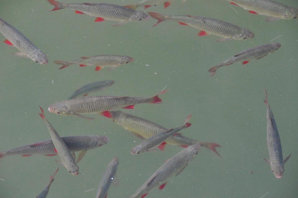 European - Common rudd (Scardinius erythrophthalmus) in the Danube ...