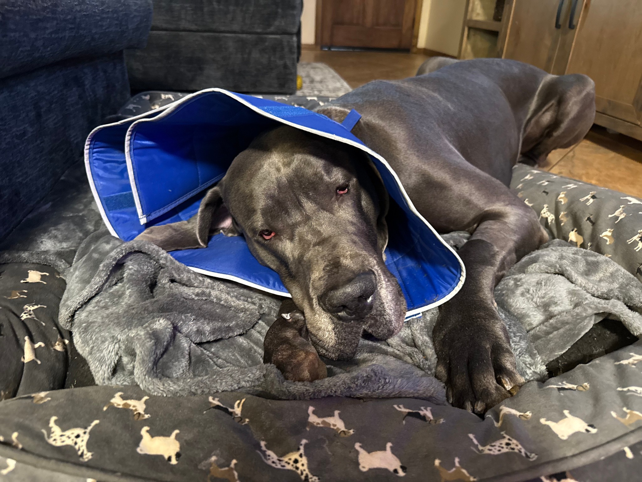 Alery - This handsome devil needs extra prayers coming his way. Ragnar ...