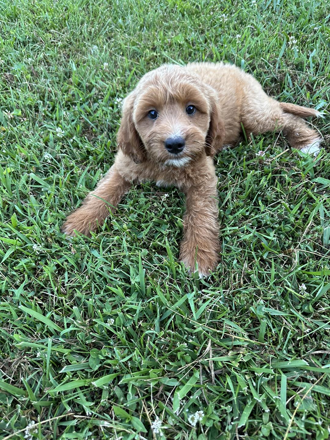 He’s already got a home but boy is he... - Clanton Ridge Farm