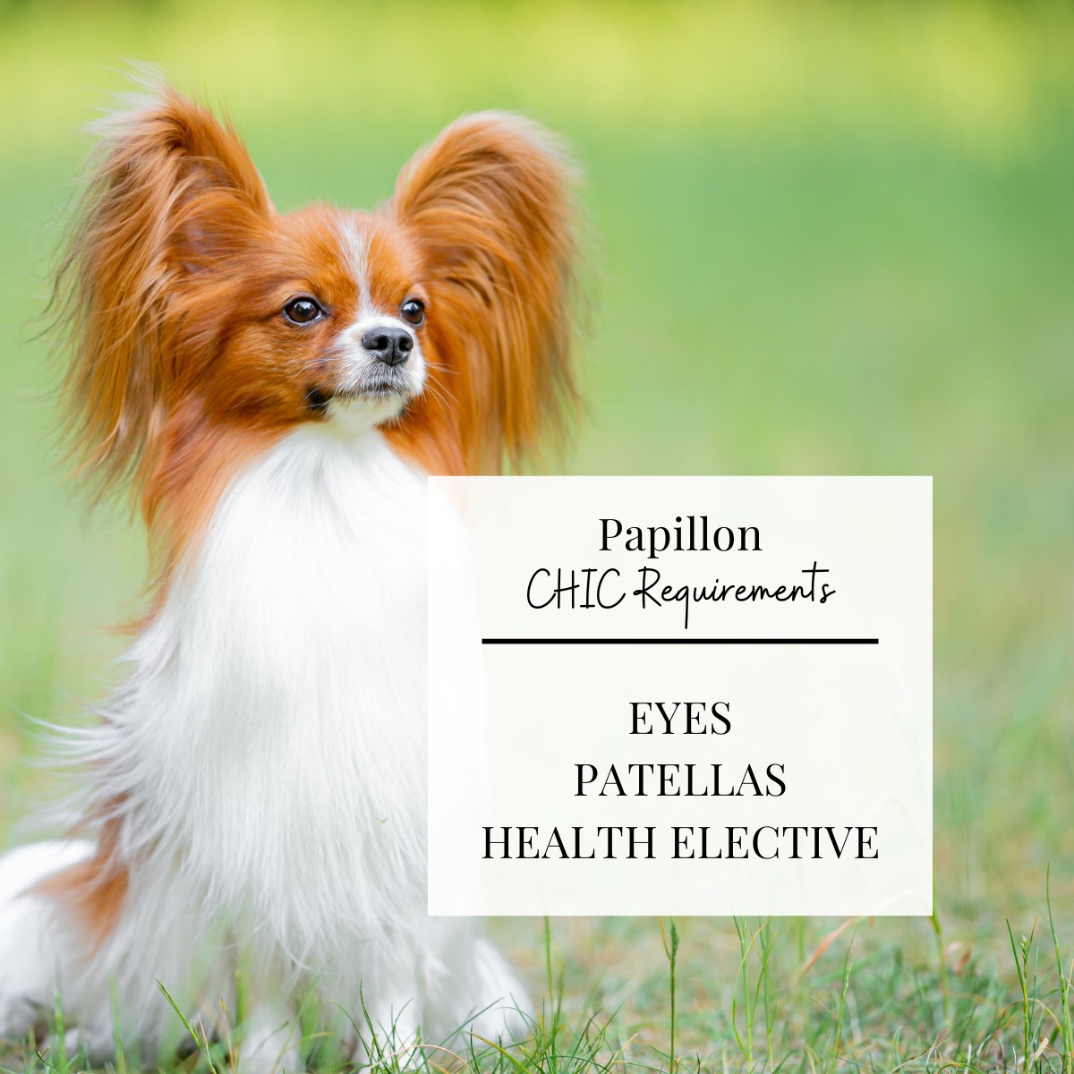 Papillon Toy Dog Breeds: Adorable Companions Unleashed