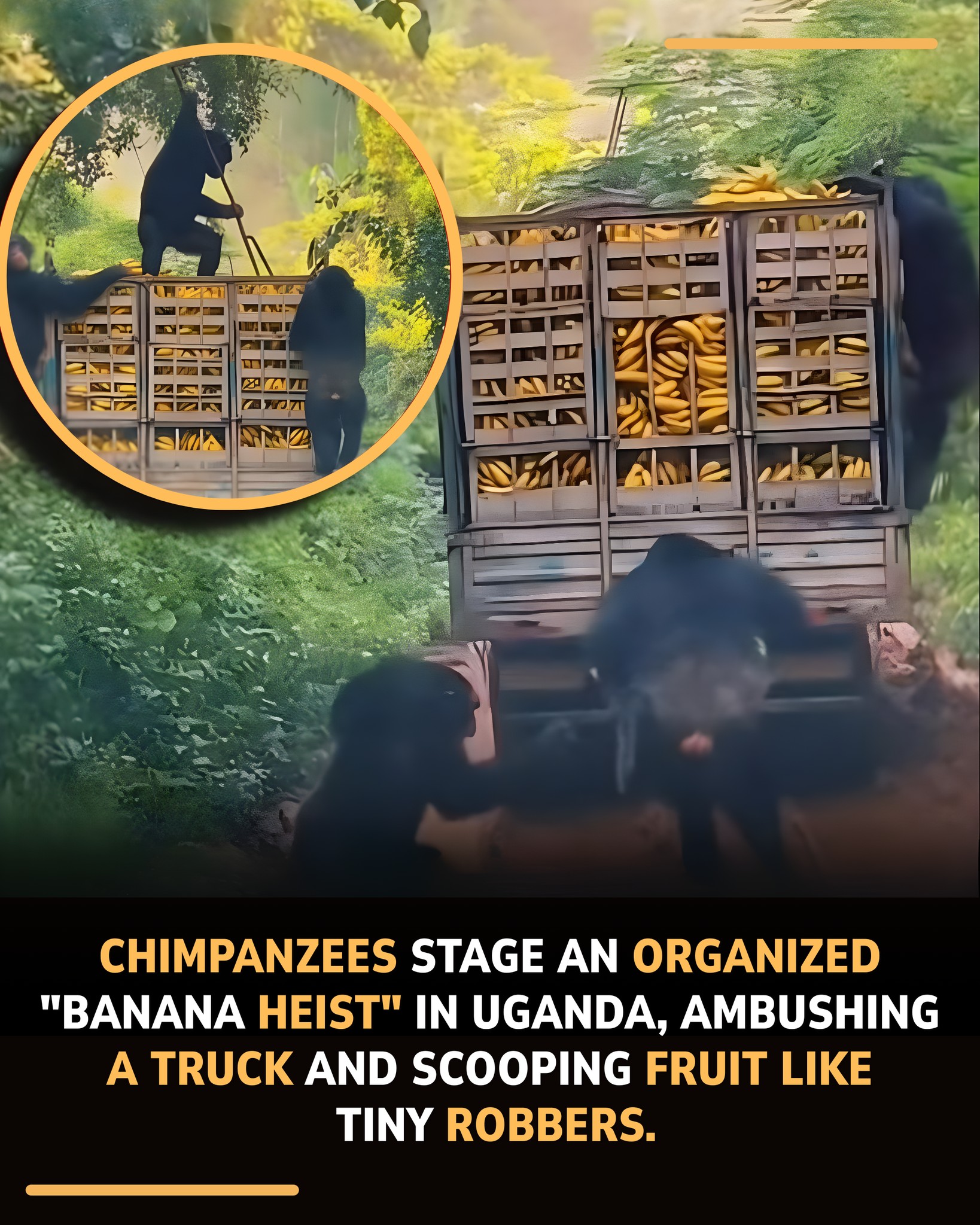 Titan-Alpha - In Uganda’s Kibale Forest, drivers were stunned when a ...
