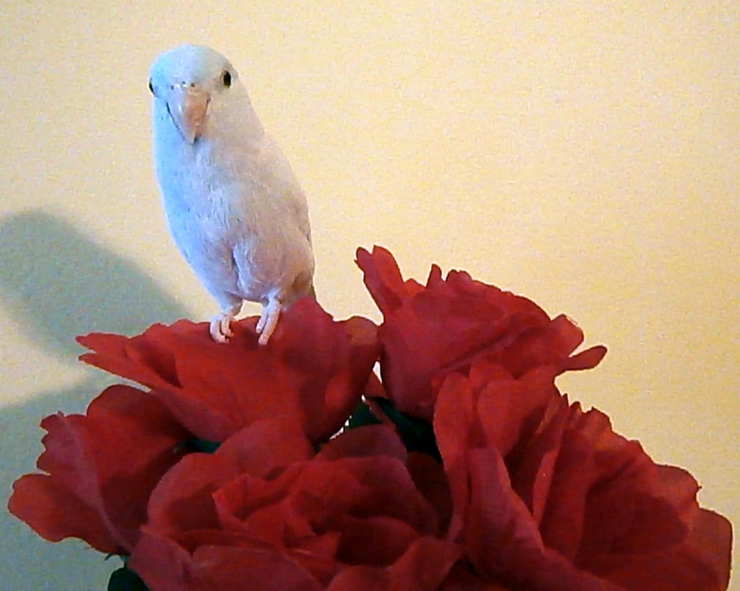 Happy Valentine