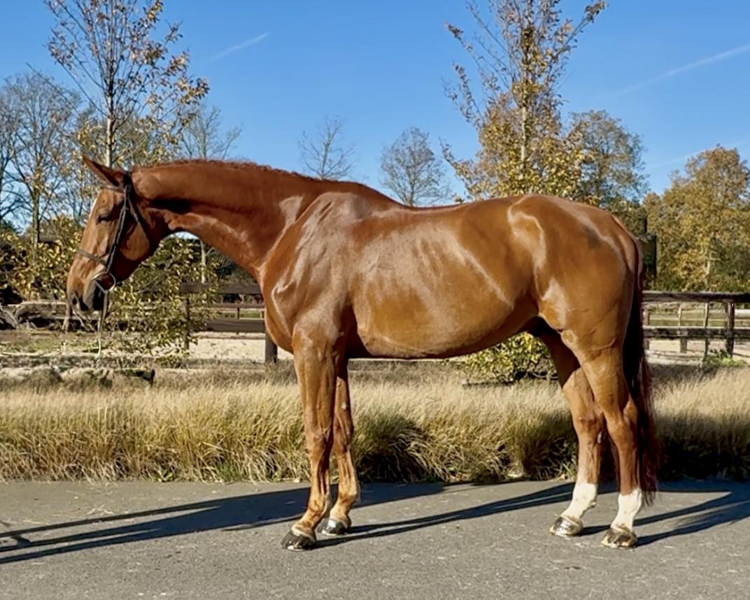 Exceptional 7yo Equitation Horse! Available in the Dutch Horse